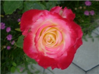 f88248ee-Picture 321.jpg